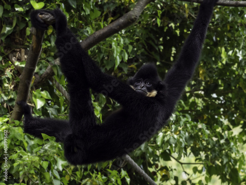 gibbon monkey on a tree living in tropical forests in Asia, Cambodia and Vietnam, photo