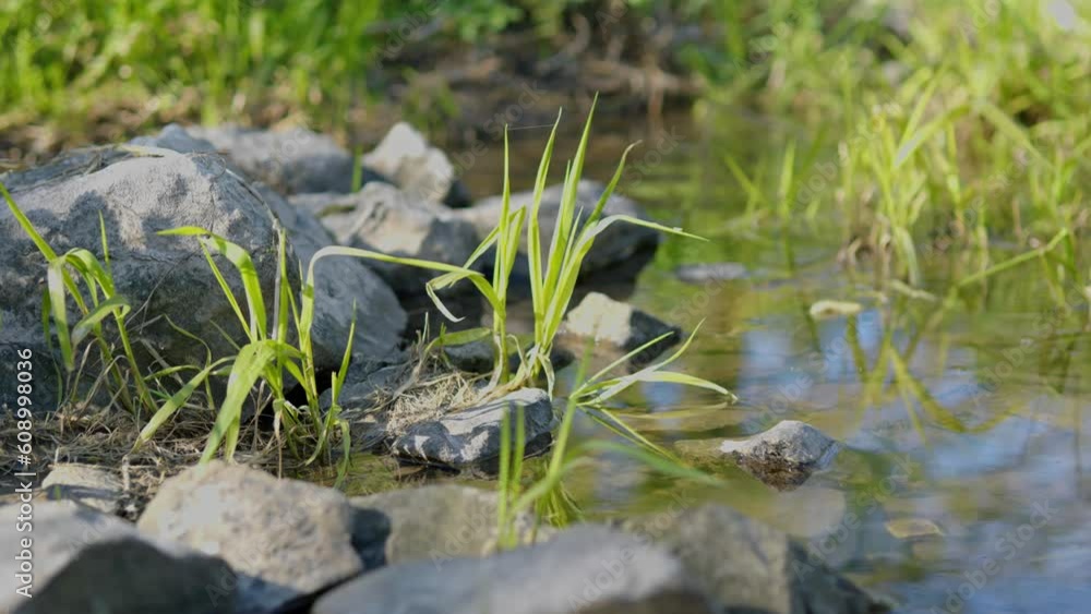 Grass moving over the river. A plant among stones and a transparent, reflecting stream of water on a sunny, windy day Grass moving over the river. A plant among stones and a transparent, reflecting stream of water on a sunny, windy day