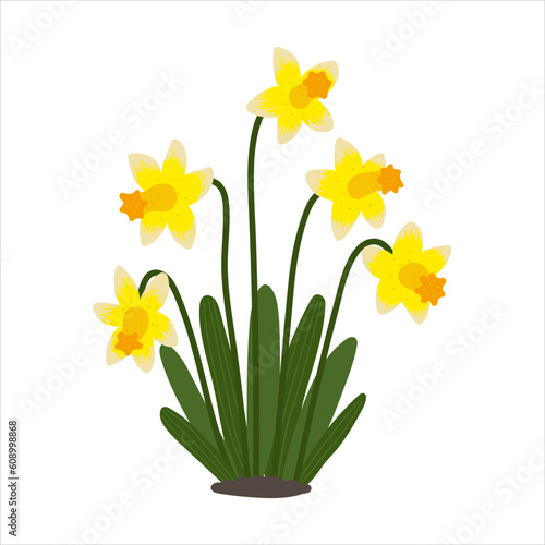 Yellow daffodils isolated in flat cartoon design. Seasonal spring flowers