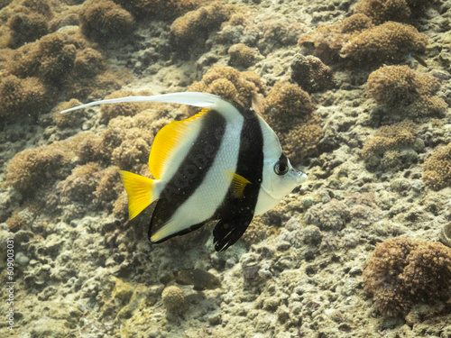 A grumpy looking Pennant coralfish swimming next to a coral reef. Muscat, Oman. photo