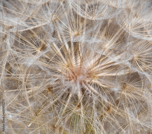 White dandelion flower or Taraxacum officinale close up.