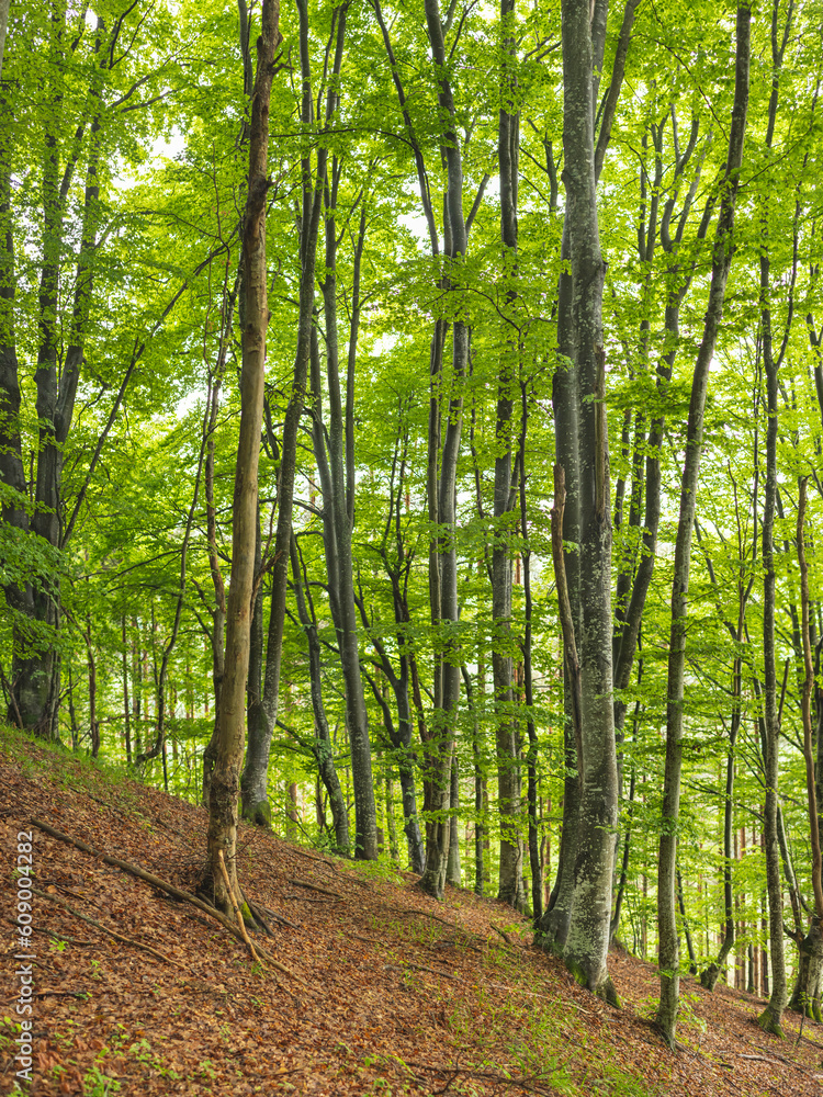 Beech forest on mountain in spring.