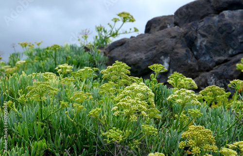 Crithmum maritimum or Rock samphire,Sea fennel flowering succulent plants growing in Tenerife,Canary Islands,Spain.Nature background for design.Selective focus. photo