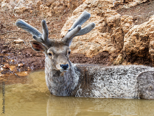 A Deer