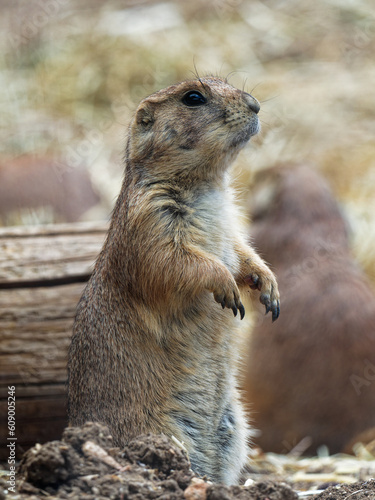 Prairie Dog