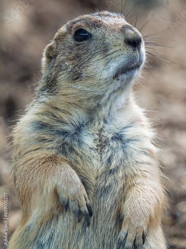 Prairie Dog