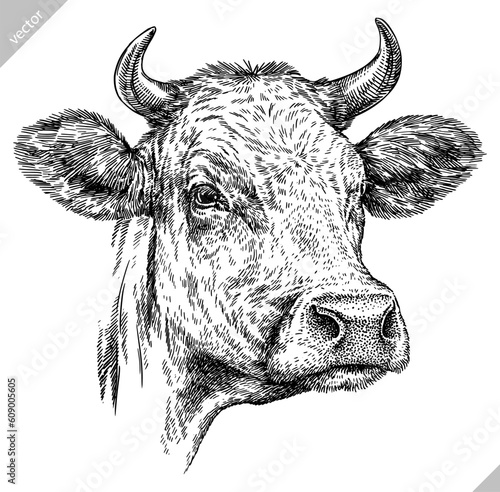 Vintage engraving isolated cow set illustration ink sketch. Farm bull background beef animal silhouette art. Black and white hand drawn vector image