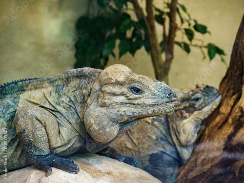 Iguana