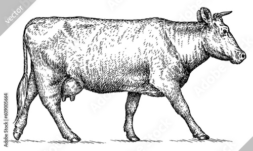 Vintage engraving isolated cow set illustration ink sketch. Farm bull background beef animal silhouette art. Black and white hand drawn vector image