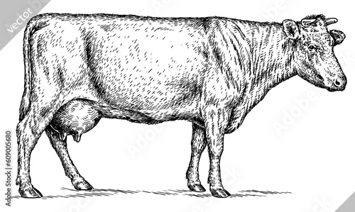 Vintage engraving isolated cow set illustration ink sketch. Farm bull background beef animal silhouette art. Black and white hand drawn vector image