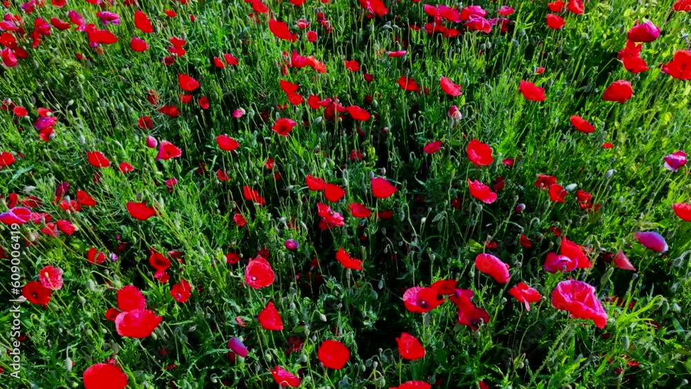 Bees pollinate wild red poppy flowers in the meadow, High quality 4k footage Bees pollinate wild red poppy flowers in the meadow, High quality 4k footage