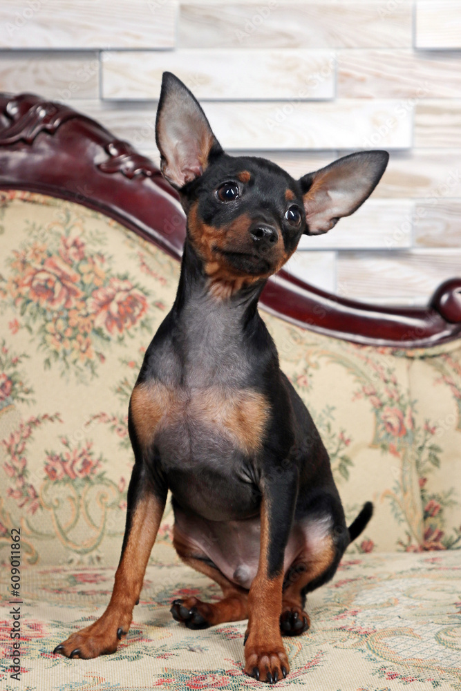 A black toy terrier dog sits on a vintage sofa and looks at the camera.