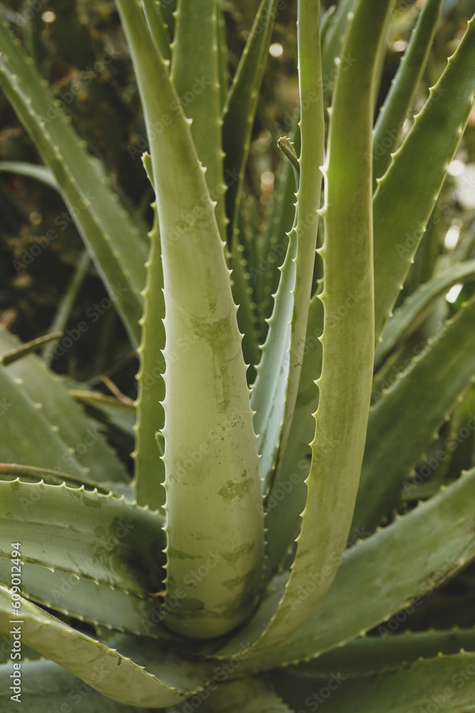 closeup of aloe vera plant; nature background closeup of aloe vera plant; nature background