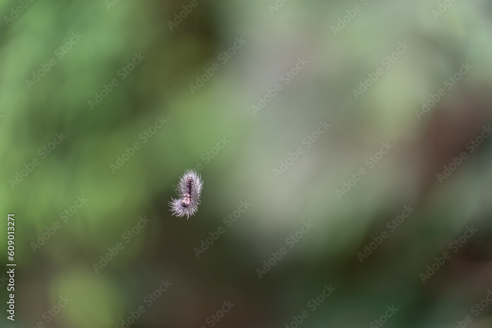 Creepy crawling caterpillar hanging on a hair-like thread Creepy crawling caterpillar hanging on a hair-like thread