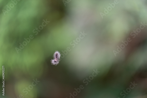 Creepy crawling caterpillar hanging on a hair-like thread