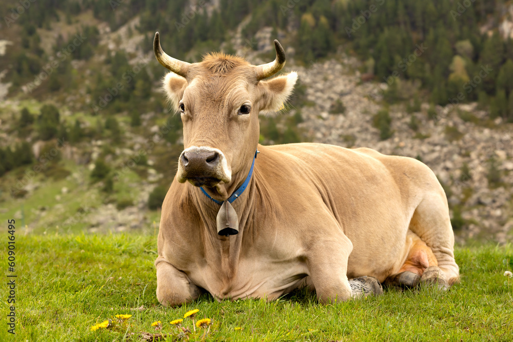 a baca lying in the field a baca lying in the field
