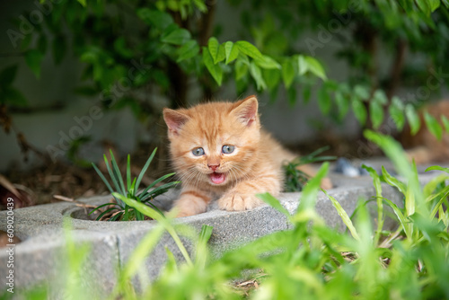 cat, orange cheeky kitten Lying on a brick under a tree, mouth open. Saw this and couldn't help but smile and laugh. very silly face