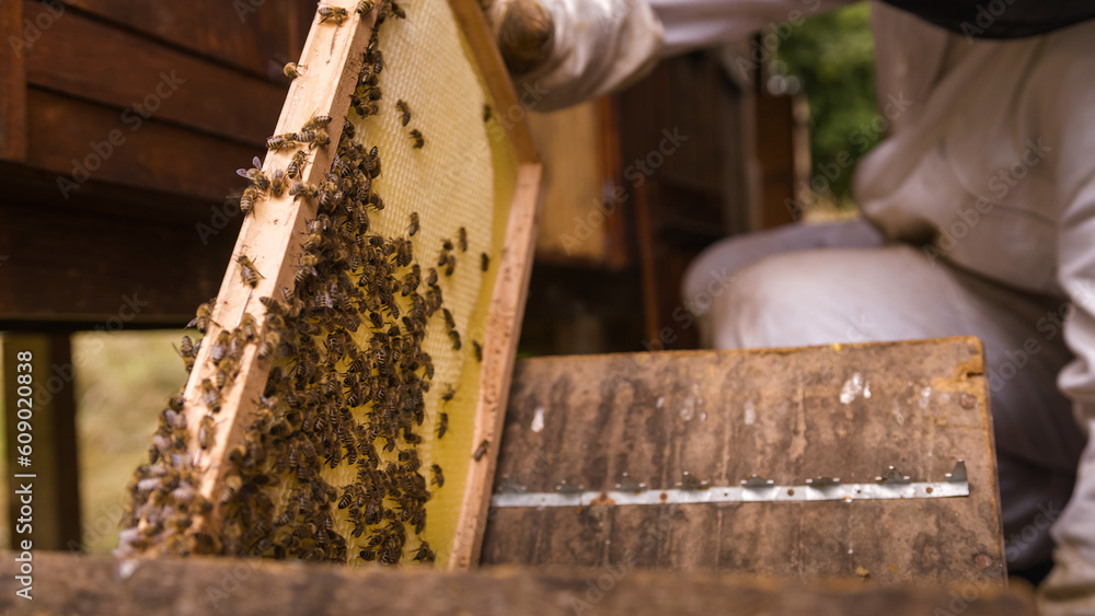 Cluster of worker honeybees laying the honeydew in a honeycomb on a wooden hive frame, macro shot. Cluster of worker honeybees laying the honeydew in a honeycomb on a wooden hive frame, macro shot.