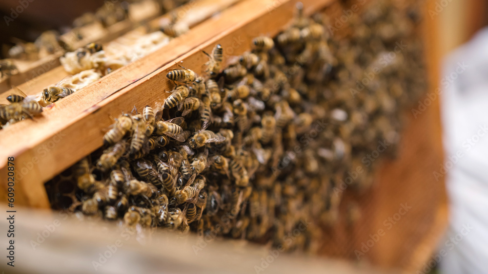 Cluster of worker honeybees laying the honeydew in a honeycomb on a wooden hive frame, macro shot. Cluster of worker honeybees laying the honeydew in a honeycomb on a wooden hive frame, macro shot.