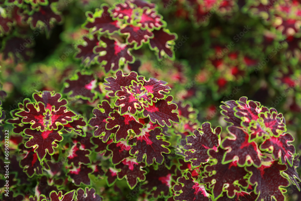 Dramatic contrast of red and green decorative foliage Coleus Dramatic contrast of red and green decorative foliage Coleus