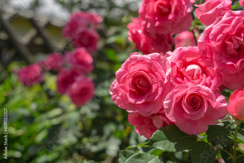 roses blooming in the garden.  ガーデンに咲くバラ © Kana Design Image