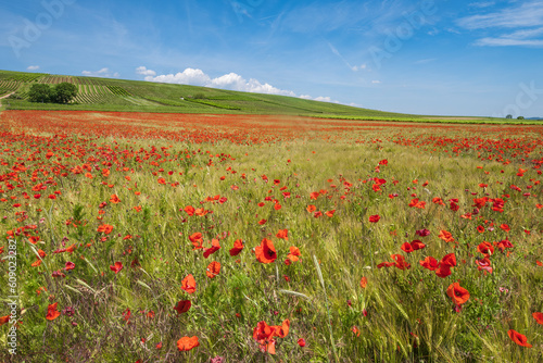 A field of red poppies in bloom under a white-blue sky with vineyards in the background in the Guldenbach valley Germany in Rhineland-Palatinate