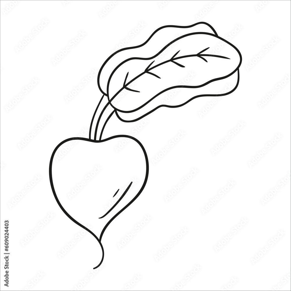 beetroot with leaves. Hand drawn vector illustration beetroot with leaves. Hand drawn vector illustration