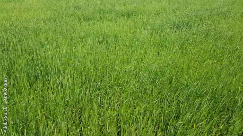 Ears and leaves of young green organic wheat sway in the wind Ears and leaves of young green organic wheat sway in the wind