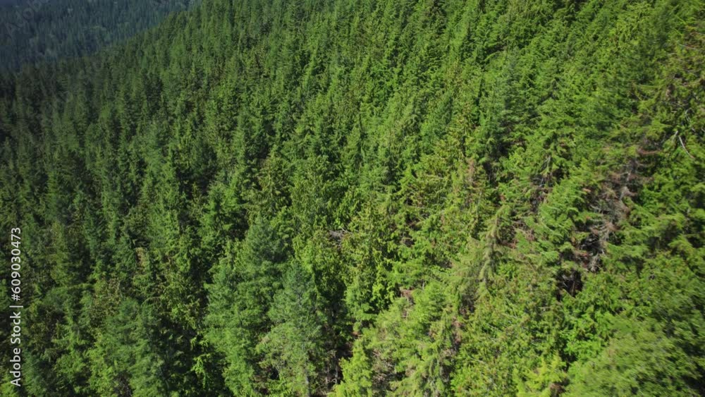 Green Forest Trees Aerial Nature Background Green Forest Trees Aerial Nature Background