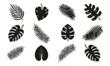 vector Set of palm leaves silhouettes isolated on white background. vector illustration