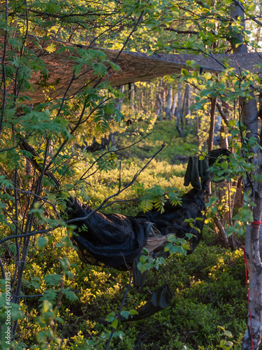 Hammock camp in wilderness forest in Finnish Lapland photo