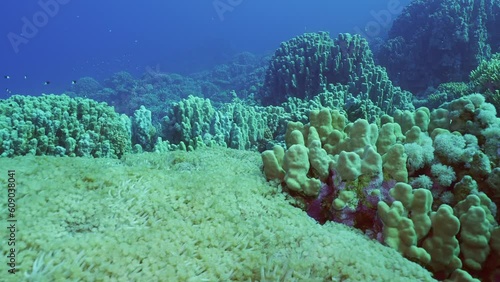 Camera moves forward over large colony of Flowerpot coral or Anemone coral (Goniopora columna) in coral garden, Slow motion photo