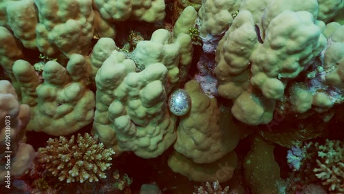 Unicellular organisms Bubble algae, Sea grape, Sailor's eyeballs (Valonia ventricos) on hand corals, Camera moving forwards approaching the unicellular algae, Slow motion photo