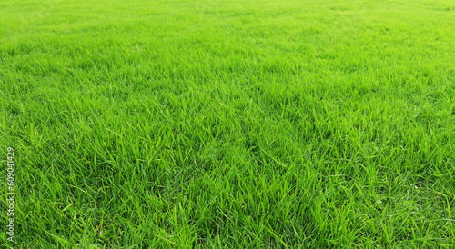 beautiful green grass meadow in the countryside
