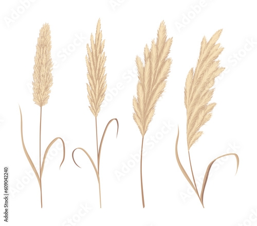 Pampas grass branches collection. Dry feathery head plumes, used in flower arrangements, ornamental displays, interior decoration, fabric print, wallpaper, wedding card. Golden ornament element