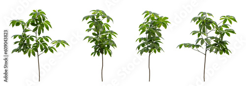 Set of green plants on transparent background, landscape design, 3d render illustration.