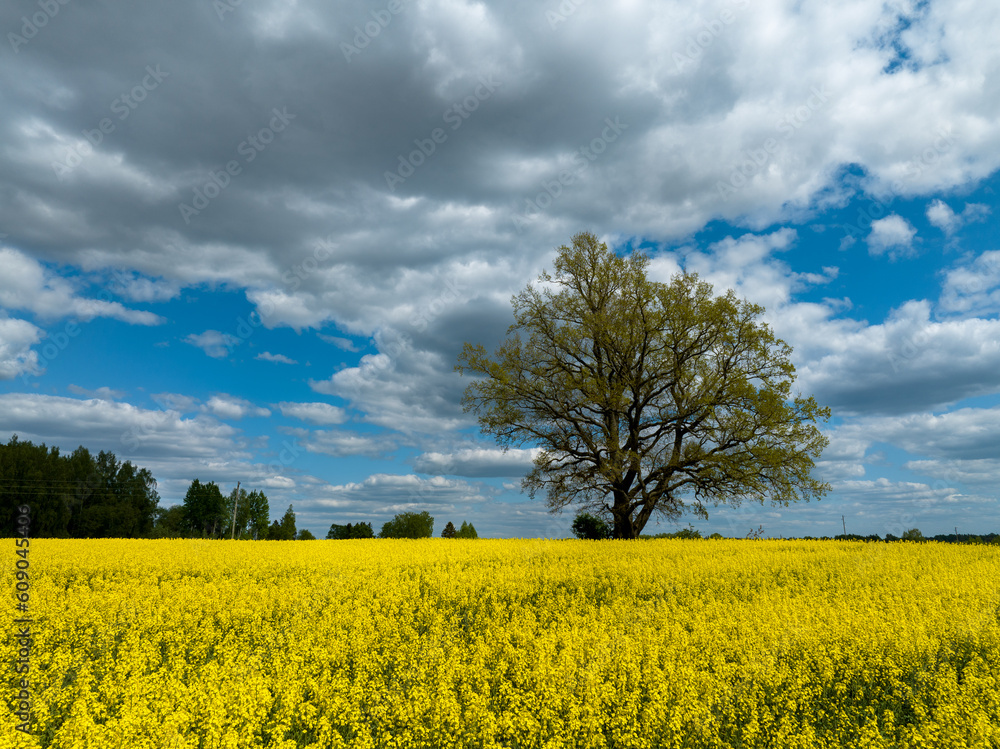 A yellow canola field with a big tree in the middle and a beautiful sky. Latvia rural landscape. A yellow canola field with a big tree in the middle and a beautiful sky. Latvia rural landscape.