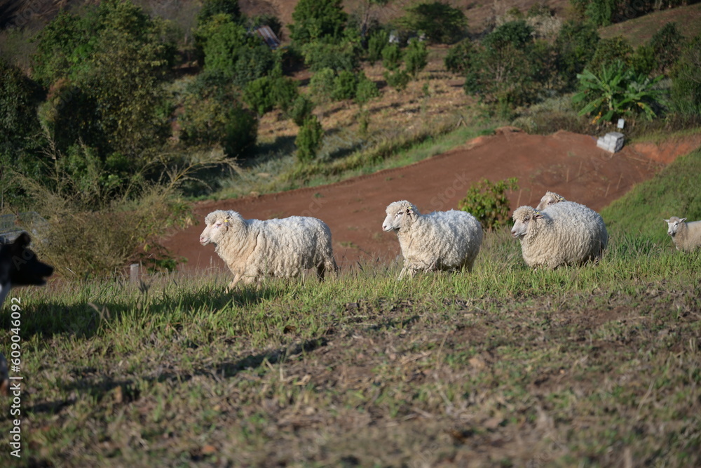 Fototapeta premium Several sheep ran through the yard to the plate when it was time for the caretaker to feed them. big fluffy sheep The Corriedales run in the morning on the grounds of the farm. 