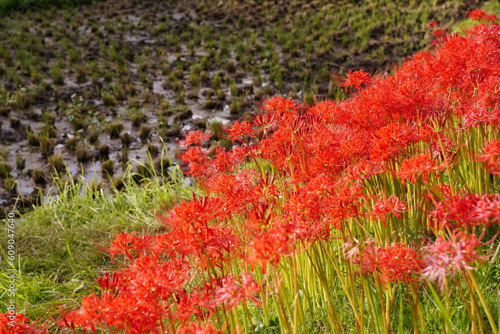 まんじゅしゃげ、曼殊沙華、彼岸花、田園、赤い、花、神代植物園、日本、東京、庭園、公園、野外、空、植物、10月、秋、木、葉、緑、