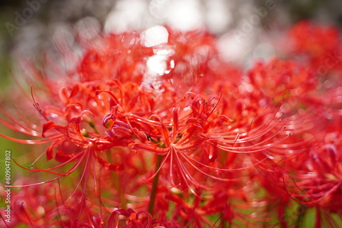 まんじゅしゃげ、曼殊沙華、彼岸花、田園、赤い、花、神代植物園、日本、東京、庭園、公園、野外、空、植物、10月、秋、木、葉、緑、
