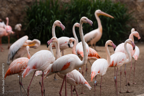 Group of pink flamingos © Milan