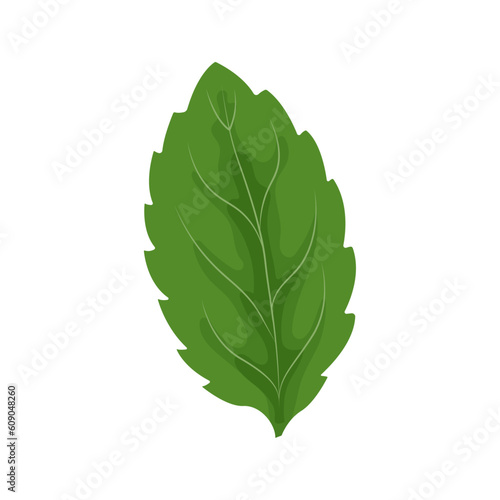 Mint leaf isolated on white background.