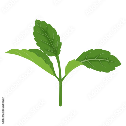 Mint leaves branches. Culinary or medical aromatic plant twigs. Vector botanical element.