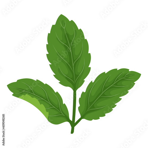 Mint leaves branches. Culinary or medical aromatic plant twigs. Vector botanical element.