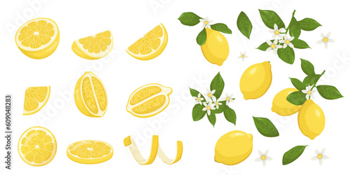 Lemon citrus fruits vector illustration. Whole lemon and yellow fruits on branch with flowers and leaves among lemon halves, peel and cut pieces in cartoon style, isolated