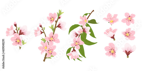 Peach blooming tree branch. Fruit tree blossom pink flowers. Big set flat vector spring flowers. Peach flowers from different angles.