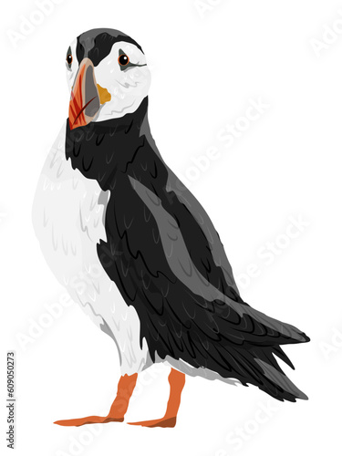 The Atlantic Puffin. Realistic Fratercula arctica or common puffin birds in different poses. Vector birds	