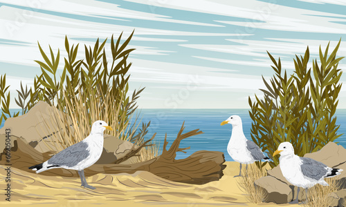 A flock of seagulls is looking for food on a sandy seashore with stones and bushes. Dry grass and sand on the coast. Realistic vector landscape