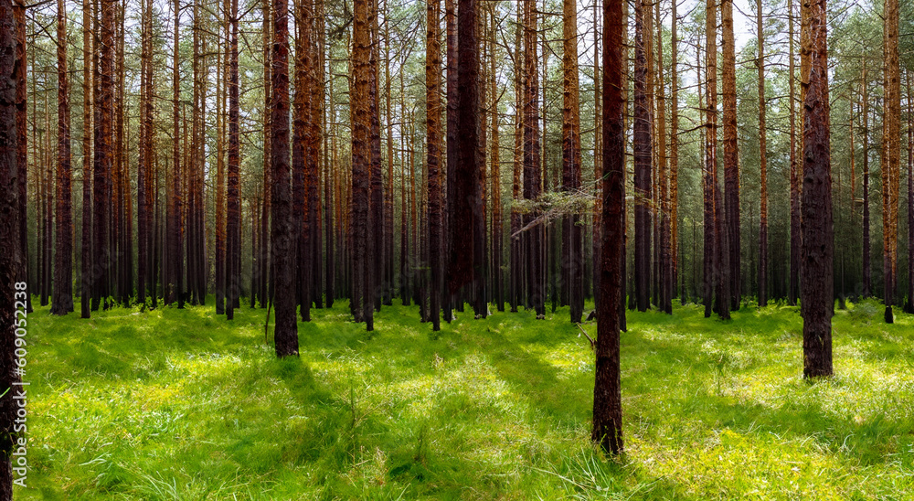 Fototapeta premium in the middle of a beautiful forest with tall pine trees