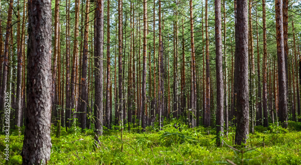 beautiful forest with tall pines beautiful forest with tall pines